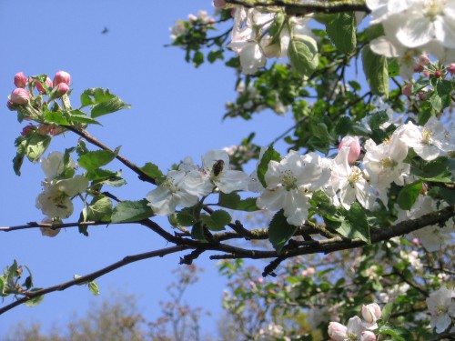 afbeelidingen 20 april 2014 009.JPG