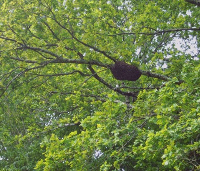 Mooie grote bromzwerm in Franse eik
