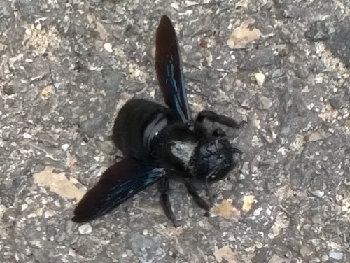 Deze Houtbij lag op het asfat; hij zoemde als een hommel, bewoog als een hommel, heb niet durven testen of hij ook stak als een hommel.