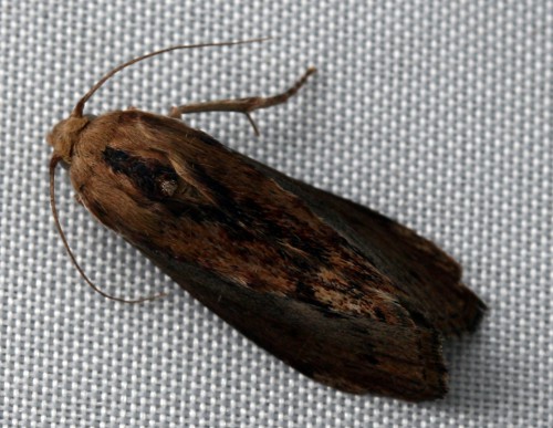 Hommelwasmot (Aphomia sociella Linnaeus, 1758).