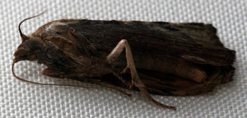 Hommelwasmot (Aphomia sociella Linnaeus, 1758).