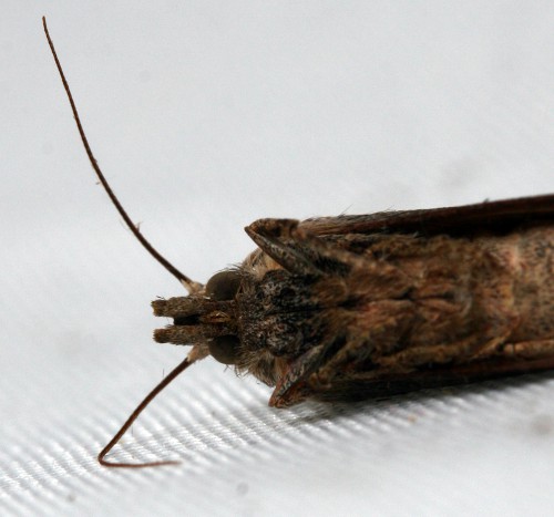 Hommelwasmot (Aphomia sociella Linnaeus, 1758).