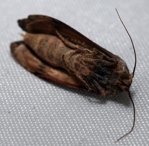 Hommelwasmot (Aphomia sociella Linnaeus, 1758).