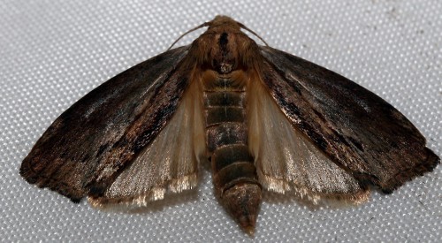 Hommelwasmot (Aphomia sociella Linnaeus, 1758).