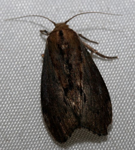 Hommelwasmot (Aphomia sociella Linnaeus, 1758).