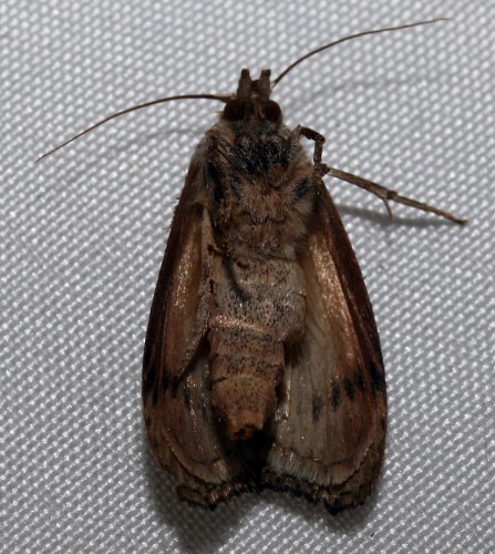 Hommelwasmot (Aphomia sociella Linnaeus, 1758).