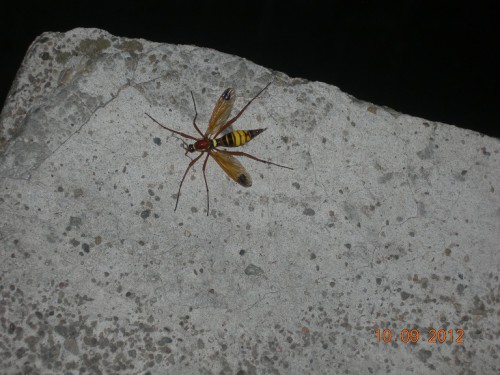 Wat is dit?