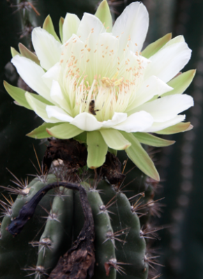 bloeiende cactus in Sri Lanka
