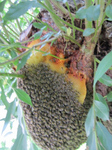 veel propolis, zal weg goed vast zitten?