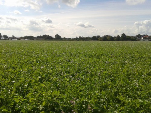 Veld1