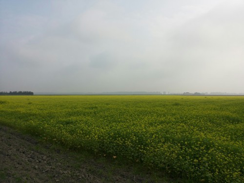 MOSTERDVELD OOK AAN DE ELLERWEG BIJ EEN BD BOER