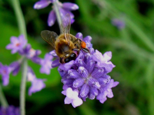 044 Lavendel 7.jpg .jpg