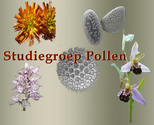 studiegroep pollen.jpg