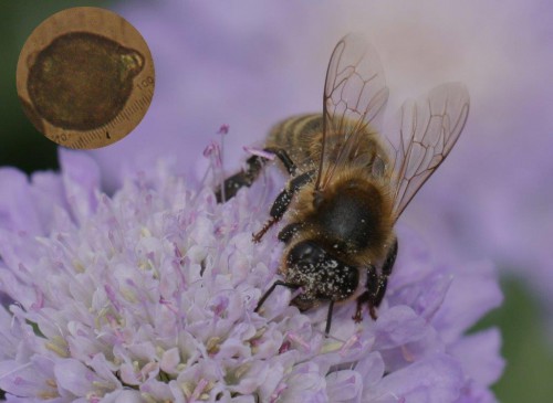 Scabiosa columbaria .jpg