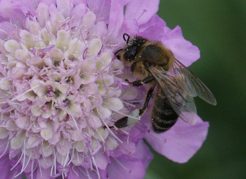 99Scabiosa japonica . Pink Diamonds.jpg mm.jpg