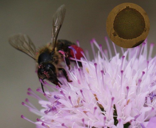 Scabiosa z .jpg