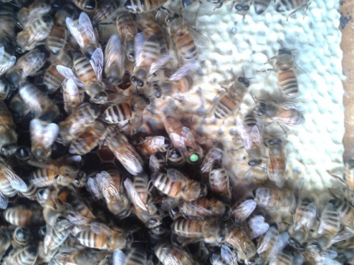 20141206_voer genoeg.jpg