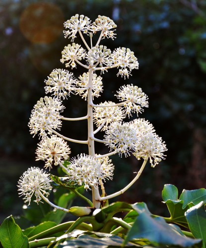 Fatsia japonica1.jpg