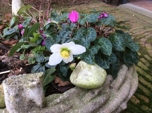 Helleborus..en..