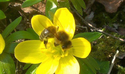 lekker snoepen van pollen en nectar