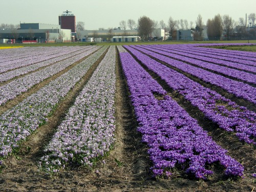 veld gestreepte krokus.jpg