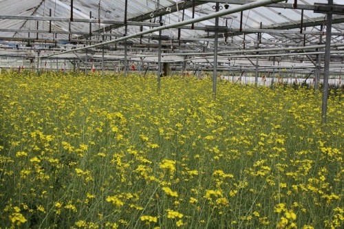 105 Rucola 3.jpg