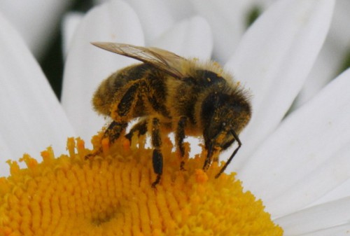 margriet3.jpg