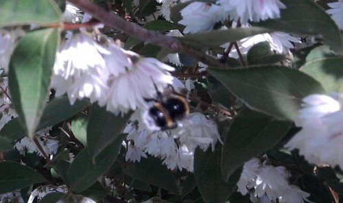 Foto0233 a.jpg