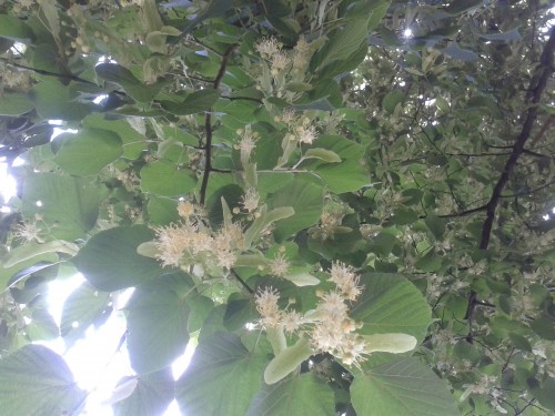 20150613_160149.jpg