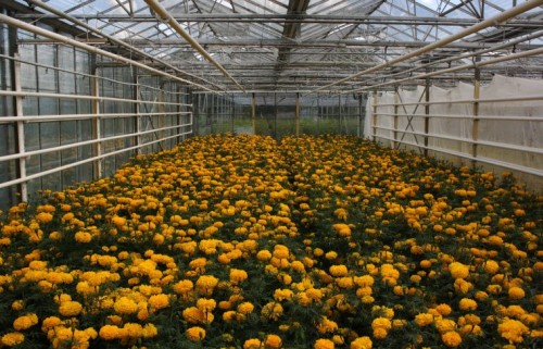 Tagetes.jpg