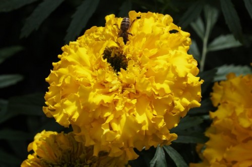 Tagetes2.jpg