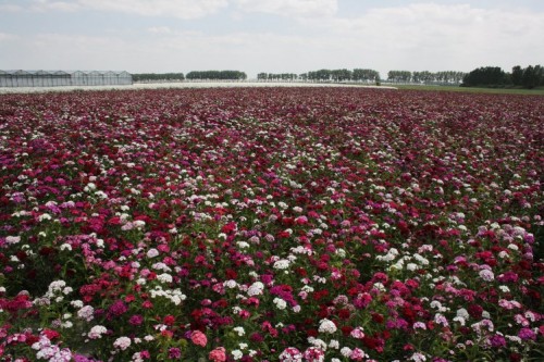 dianthus.jpg