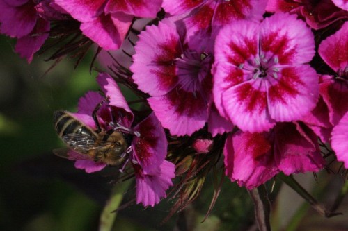 dianthus2.jpg