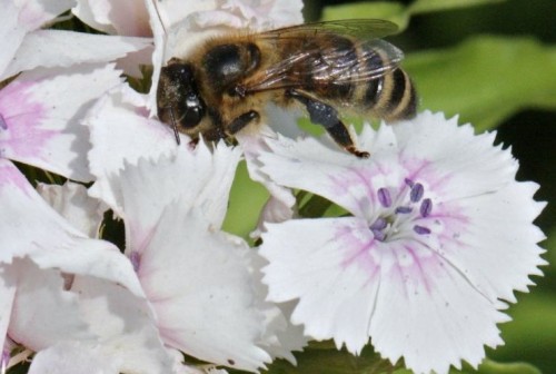 dianthus3.jpg