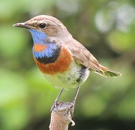 roodgesterde blauwborst.jpg