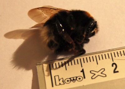 Hommel met hoofdpijn