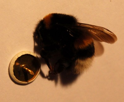Crop2.jpg