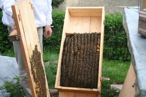 Bienenkiste.jpg