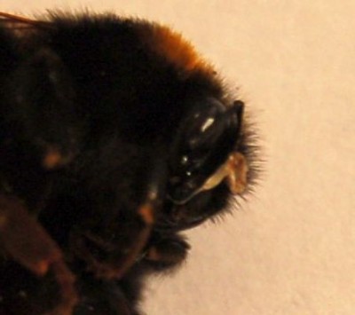 Crop3.jpg