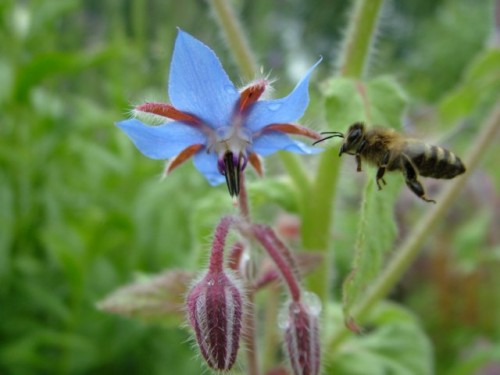 borage2.jpg