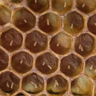Foto 4: Idem, goeie jonge moer.