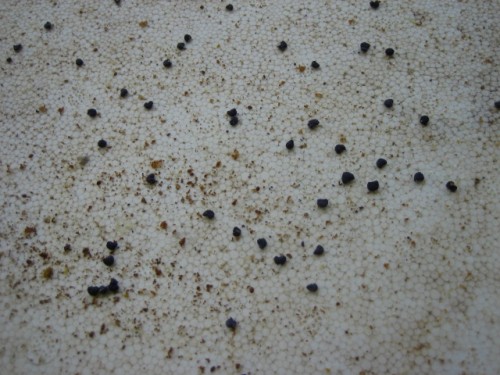 donkerblauw stuifmeel