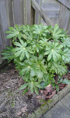 Fatsia Japonica.jpg
