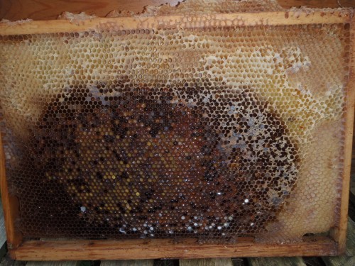 dooie bijenkast (4).JPG