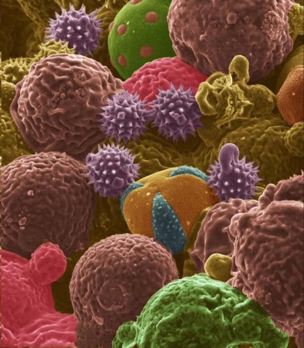 bee-pollen-energy-storage-Purdue.jpg