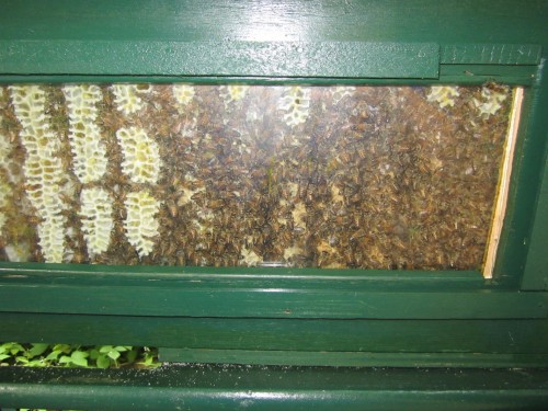 aangepaste bouwpaket topbar bijenhuis
