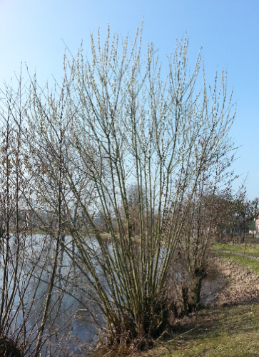 Boswilg in bloei