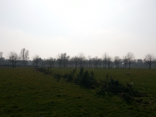 Kersenbomen in de verte
