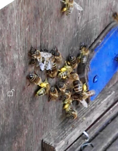 Pollen.png