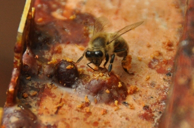 bij haald propolis terug (400x265).jpg